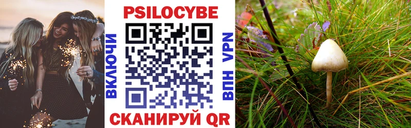 закладка  Шелехов  Галлюциногенные грибы Psilocybe 